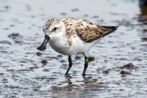 Read more about the article 瀕危鳥種現蹤台南濕地，來自西伯利亞的珍稀保育類野生動物——過境鳥「琵嘴鷸」