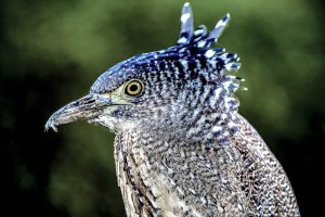 Read more about the article 看！那隻你我他都見過的，紋絲不動的大笨鳥——獵食時大顯身手的肉食鳥「黑冠麻鷺」