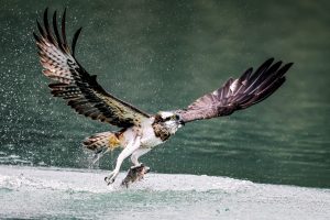Read more about the article 世上唯一可潛水猛禽，俯衝入水的捕魚高手——停棲台灣水域冬候鳥「魚鷹」