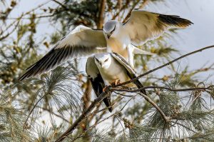 Read more about the article 畫了煙燻妝的紅眼猛禽，農地裡的捕鼠高手——台灣稀有留鳥「黑翅鳶」