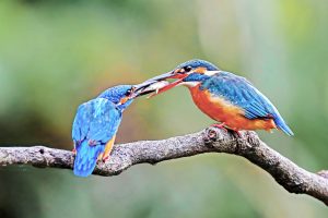 Read more about the article 河堤上的熟面孔，咻一聲便飛進水裡——綺麗小獵人「翠鳥」