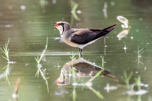 Read more about the article 遇到危險怎麼辦？牠裝受傷以誘敵——護雛心切的「燕鴴」