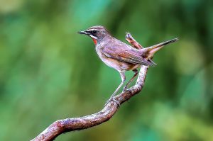 Read more about the article 體型小聲嘹亮，不愛群聚的獨行俠——行蹤神祕的「野鴝」