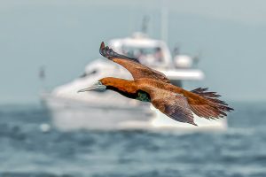 Read more about the article 上天下海都難不倒，獵食過程快狠準——猶如潛水高手的「白腹鰹鳥」
