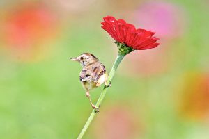 在陽光下織巢、育雛、守護，與農人共生的鄰居——布袋巢裡的「褐頭鷦鶯」