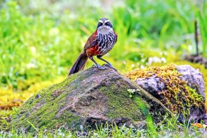 在林底躲藏又高歌，台灣山林的靈巧住民——機警多變的「小彎嘴畫眉」