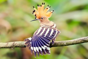 張開羽冠就是登場時刻，牠是田野最有戲的過境旅人——造型感十足的「戴勝」