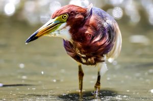 夏裳亮紅冬衣褐，台灣濕地裡的低調變身者——從神話得名的「池鷺」