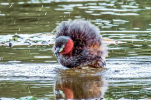 池塘裡的迷你潛水艇，忽隱忽現的小水鳥——活潑靈巧的「小鸊鷉」