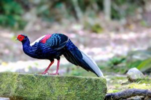 在山徑轉角與「牠」相遇，藍與紅靜靜映入眼中——台灣特有種「藍腹鷴」
