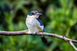 乘著南方海風而來，短暫停在濕地邊——藍綠迷鳥「白領翡翠」